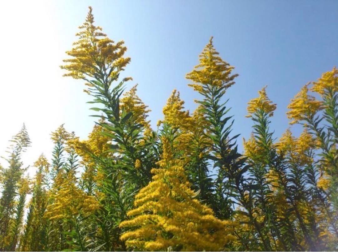 天然ハーブ】背高泡立草 セイタカアワダチソウ1kg 個包装80個前後