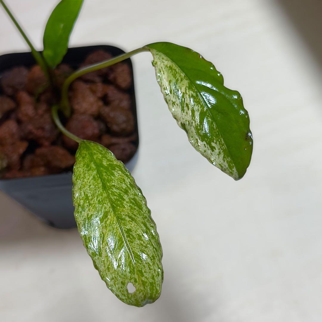 食*家様 ブセファランドラ Bucephalandra Pipto Varieg - メルカリ