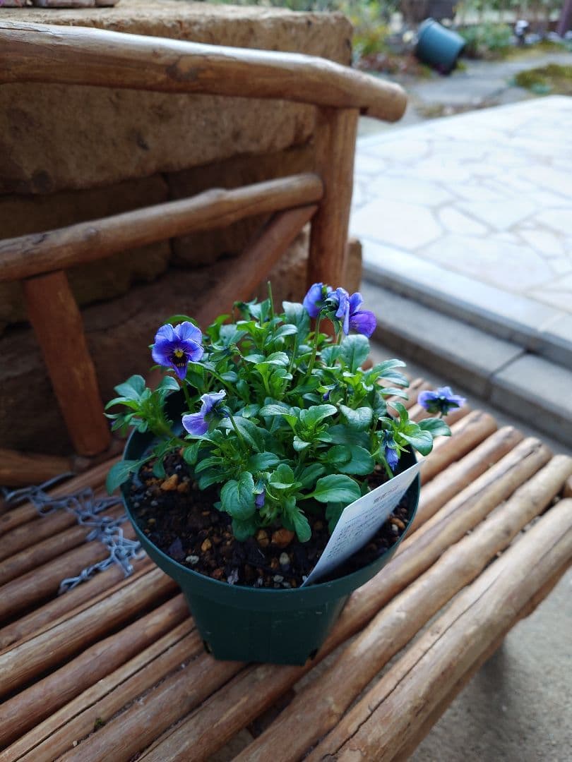 寄せ植え花 ユニヴェール スリット鉢植え