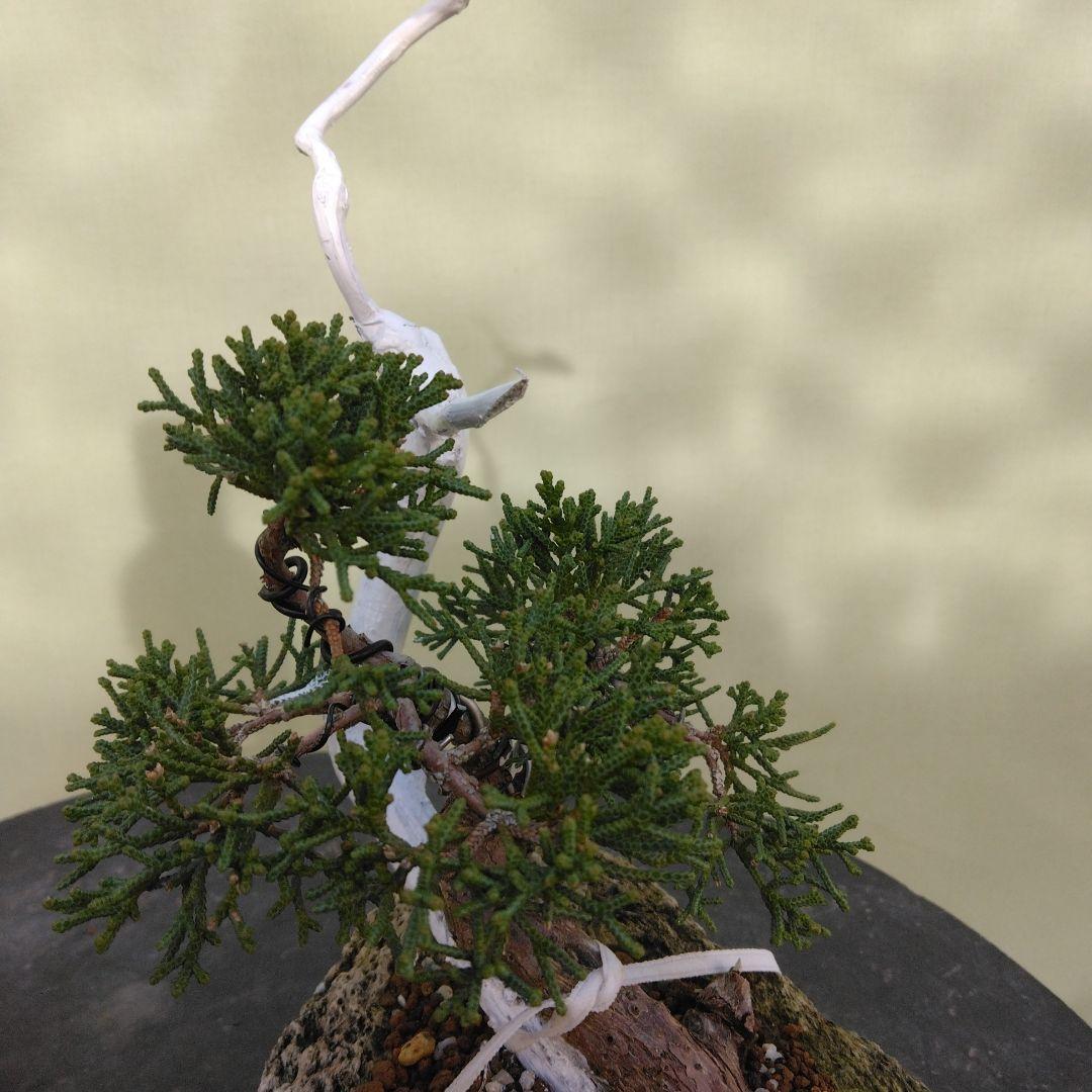 しんぱく小品盆栽です。 軽石植え タヌキ盆栽です。