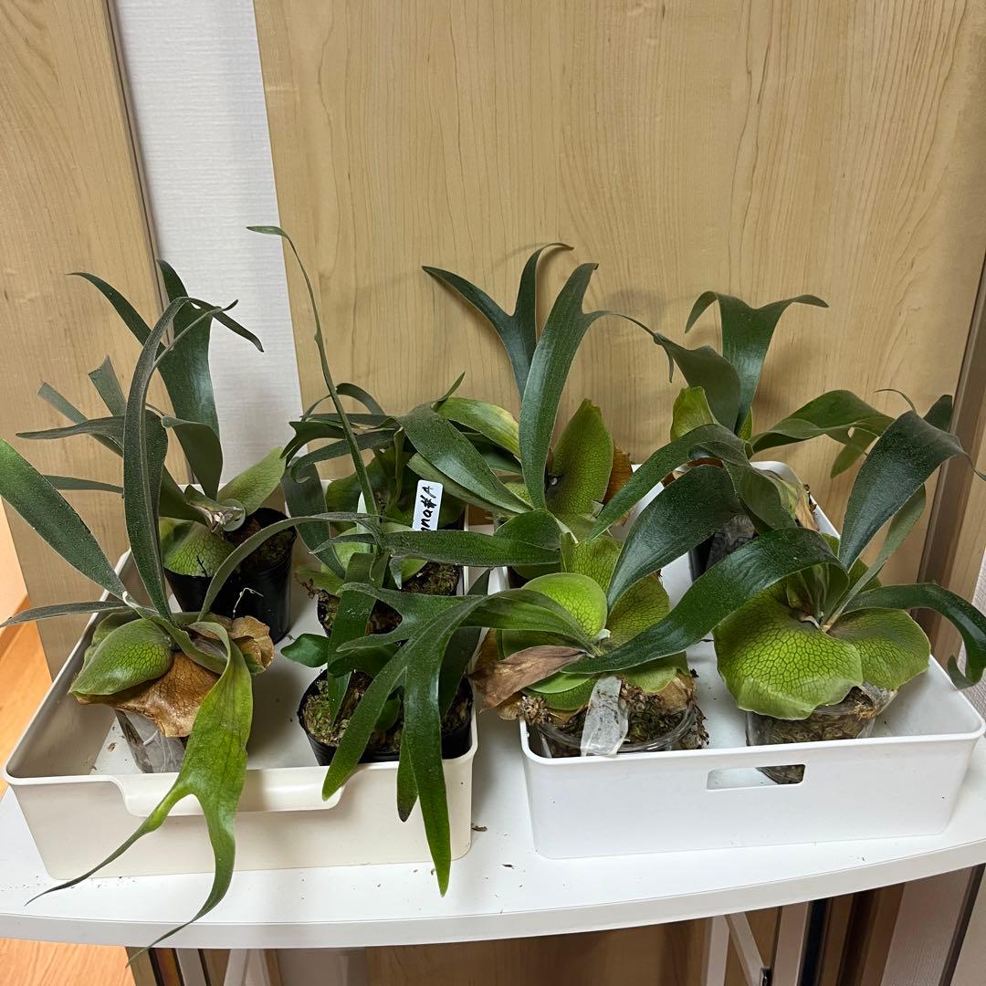 9株セット　willinckii Banna#A ビカクシダ　バンナ　エー 9株セット willinckii Banna#A ビカクシダ バンナ エー