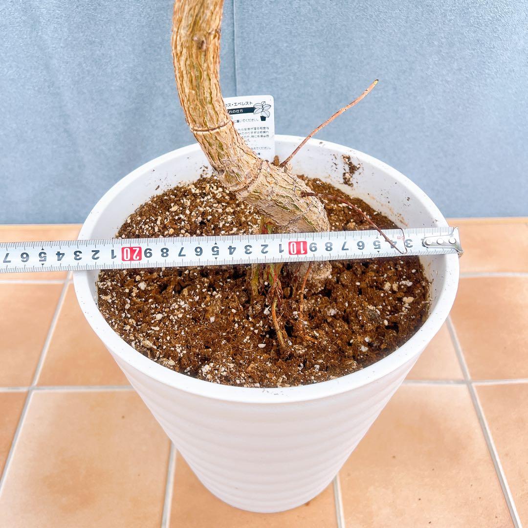 現品 フィカス ゴムの木 エベレスト 38番 曲り 観葉植物 フィカス