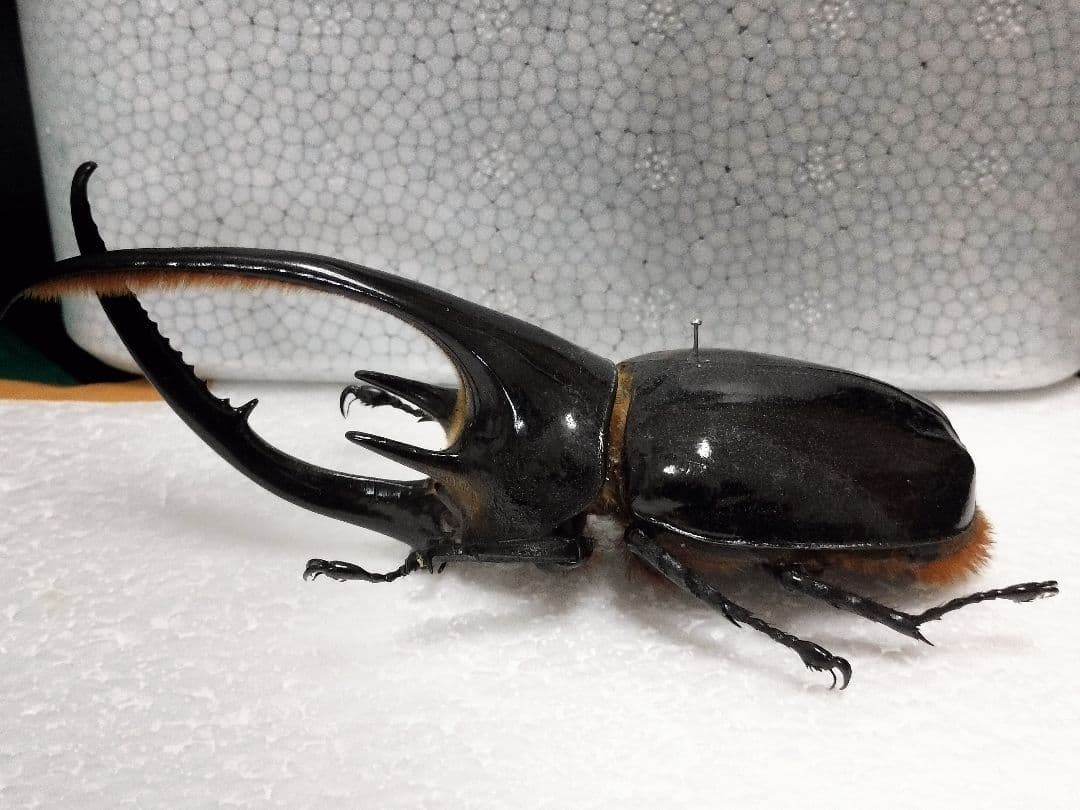 大型ネプチューンオオカブト標本 - メルカリ