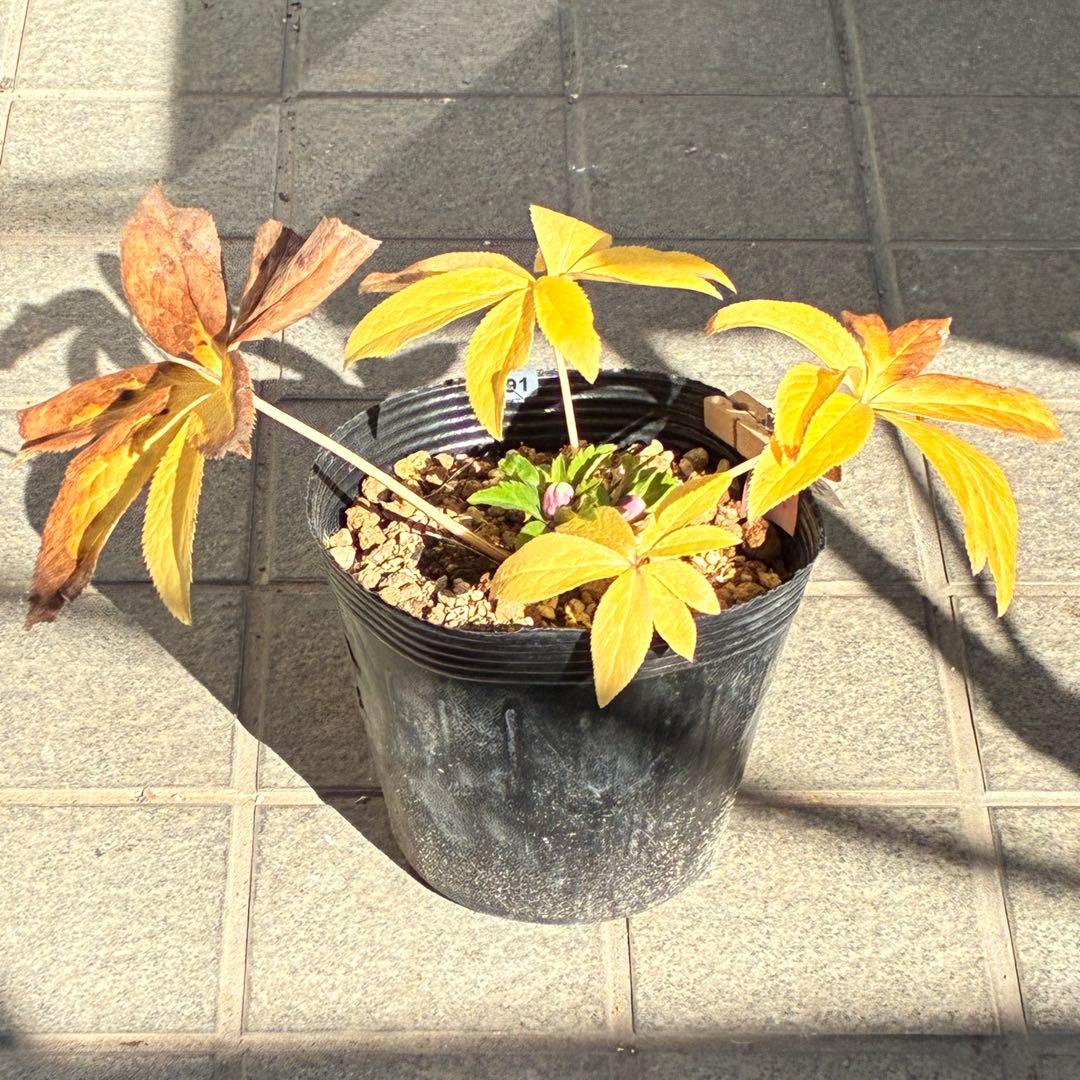 ぱ*こ様 ☘️蕾付き☘️極上☘️3391⭐️小輪⭐️ ハートSD⭐️オーレア⭐️