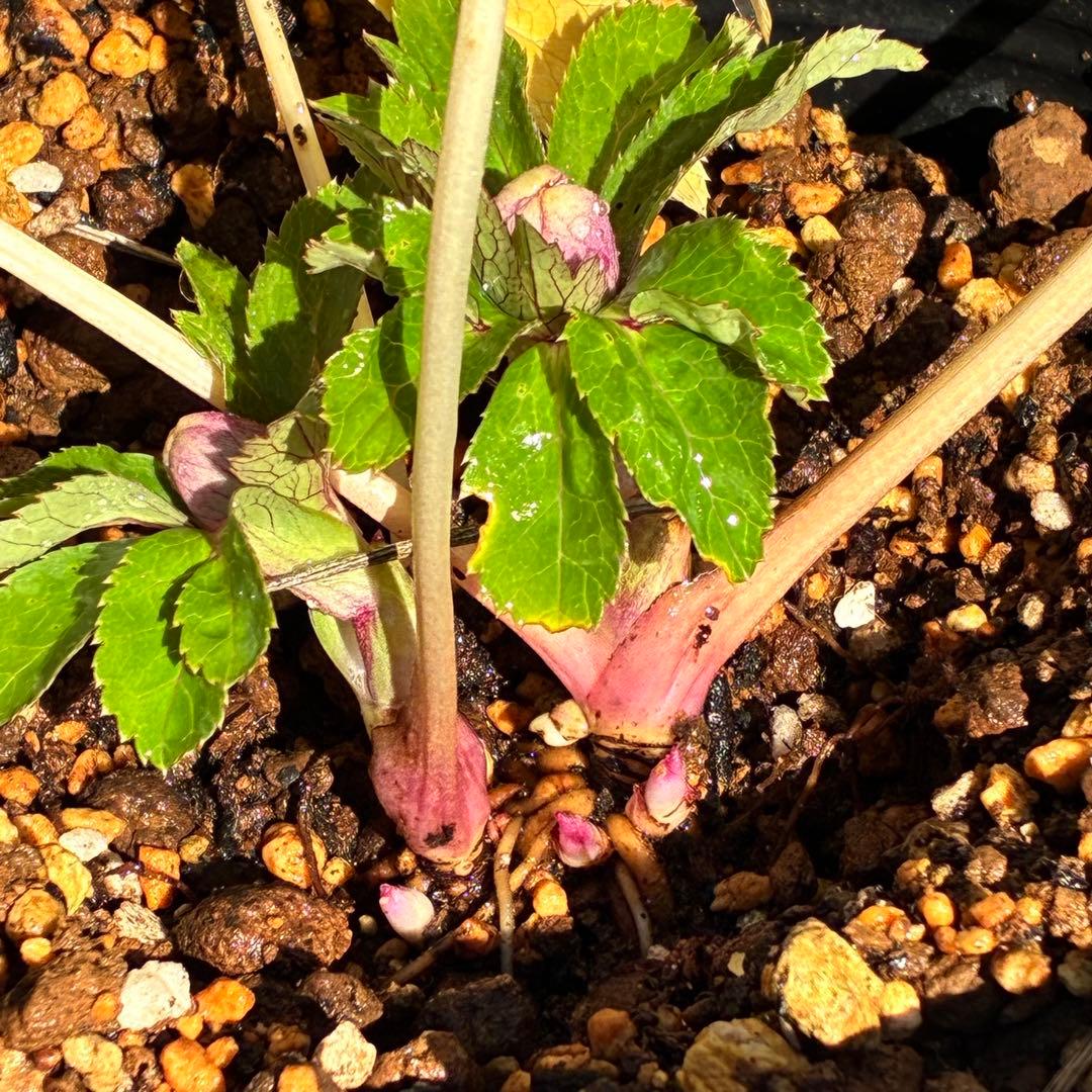 ぱ*こ様 ☘️蕾付き☘️極上☘️3391⭐️小輪⭐️ ハートSD⭐️オーレア⭐️