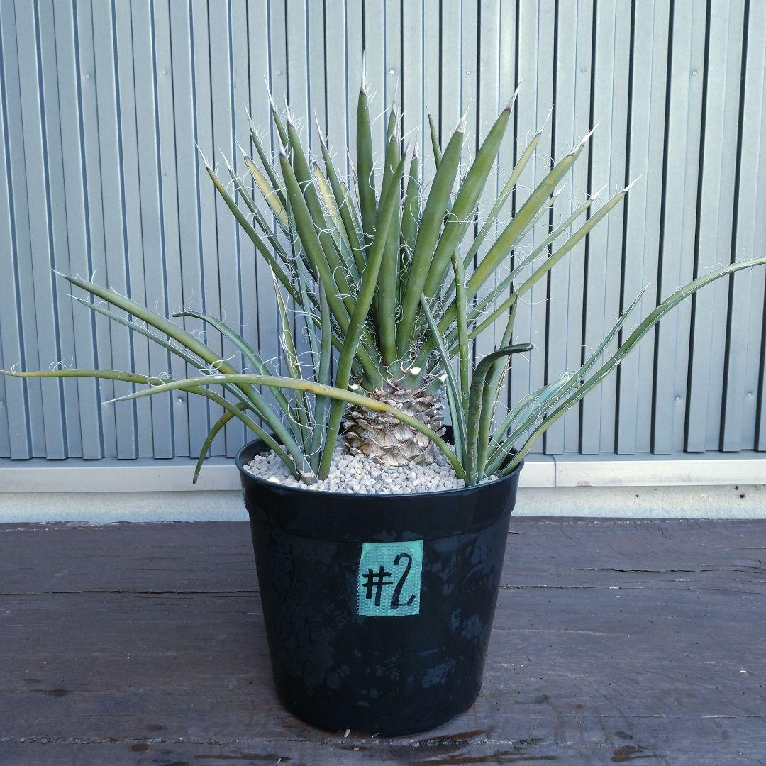 2 ユッカフィリフェラ （Yucca Filifera）3頭株 発根済 - メルカリ