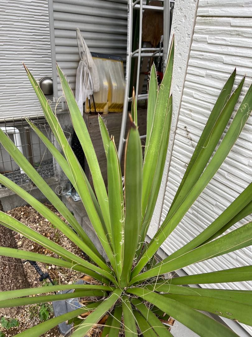 超特大・極太ユッカ・ファクソニアーナ