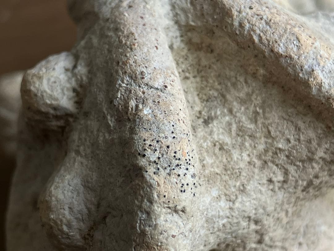 中国 古代の羊像 新石器時代後期頃 前3000～2000年】骨董発掘