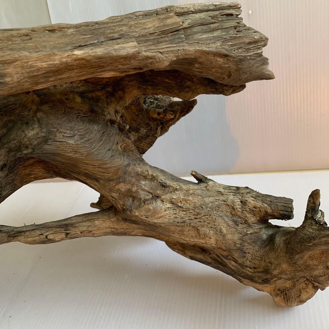 銀*時様 アク抜き済み流木　No.10 超レア型　沈水確認済