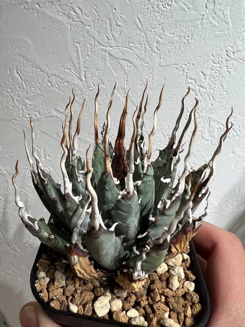 ◾️エボリスピナ陽炎◾️エグいうねり 陽炎 発根してます - メルカリ