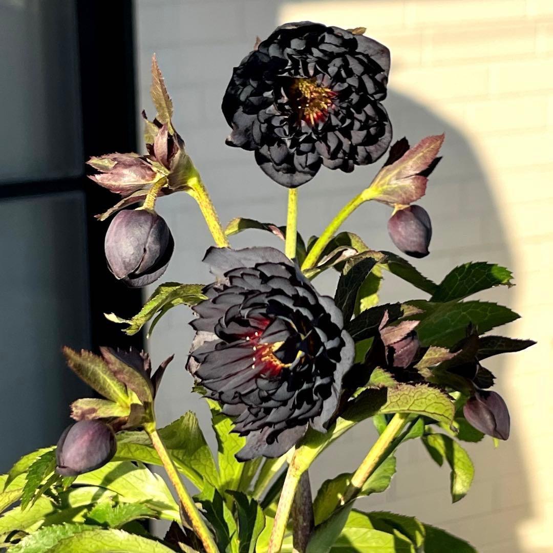 A*️様 ❤️根パンパン❤️沢山新芽元気株❤️3269⭐️真黒⭐️小輪⭐️超多弁