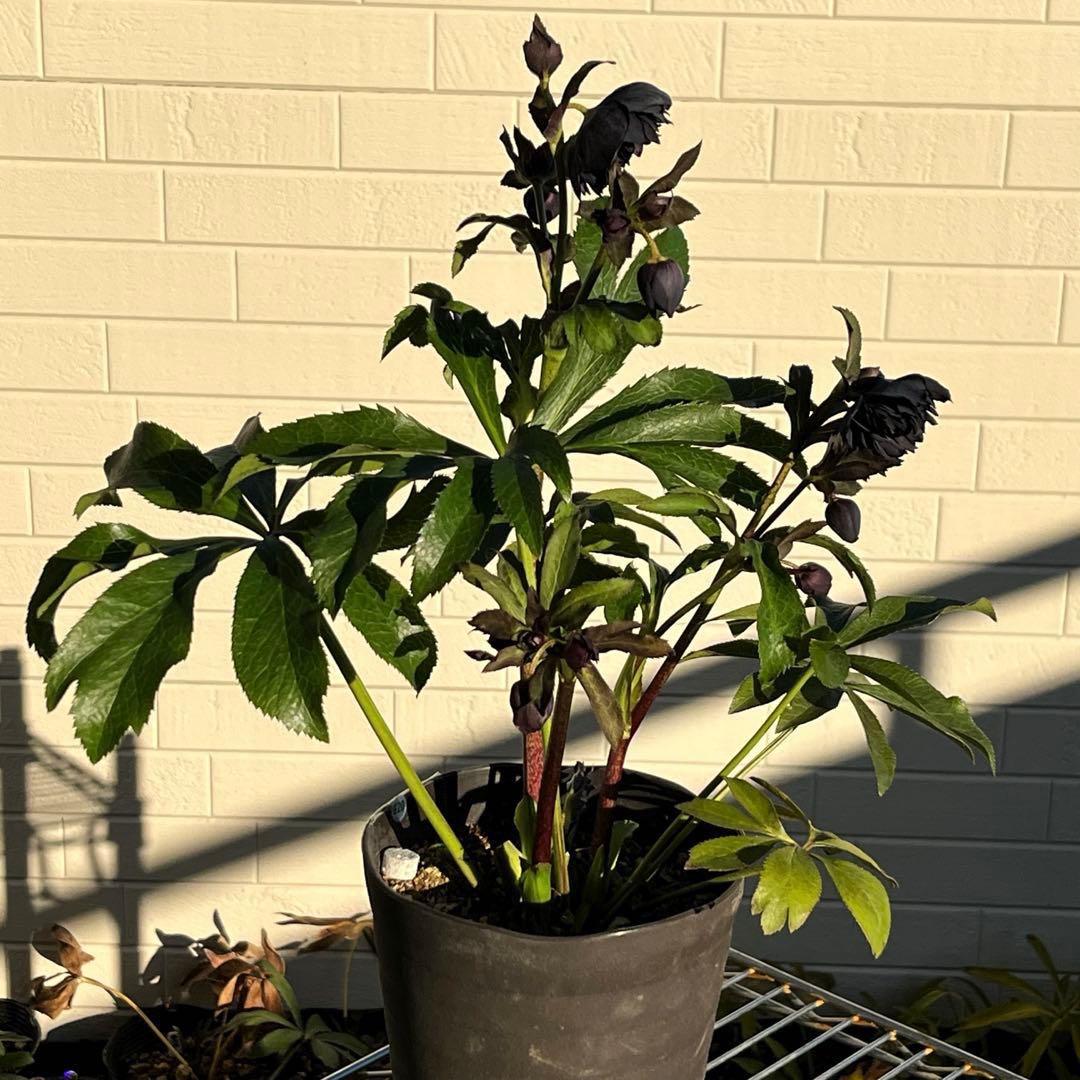 A*️様 ❤️根パンパン❤️沢山新芽元気株❤️3269⭐️真黒⭐️小輪⭐️超多弁