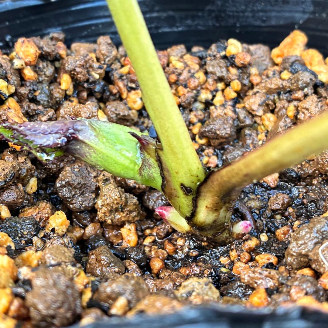 A*️様 ❤️根パンパン❤️沢山新芽元気株❤️3269⭐️真黒⭐️小輪⭐️超多弁