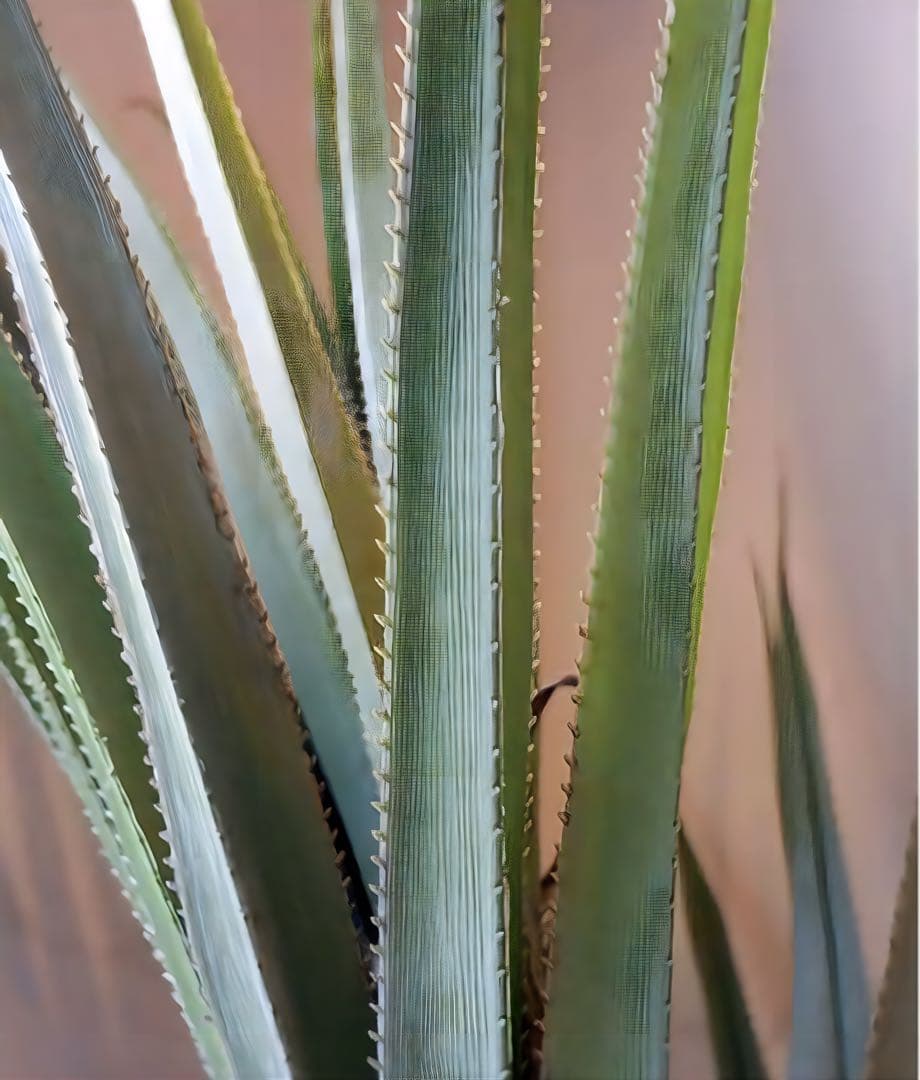 光触媒 人工観葉植物 ウォールグリーン フェイクグリーン 240cmバンダナス