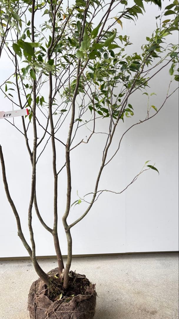 美しい樹形が魅力的 山採り ハイノキ 株立 634 樹高1.7m位