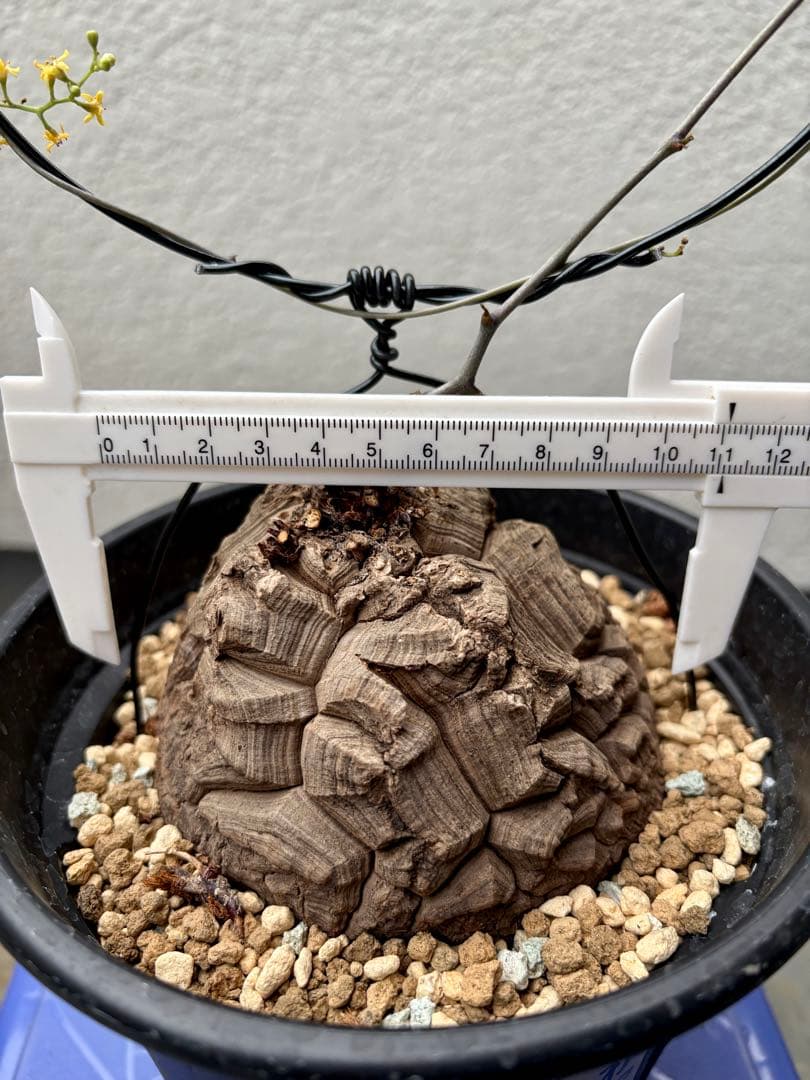 【伊右衛門】亀甲竜二株セット　ベアルート　発芽済み　鉢ごと