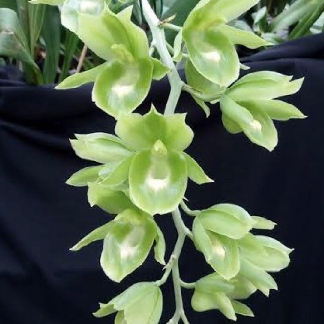 SVO 実生 グリーン系 タケノコ蘭 カタセタム Clowesetum SVO 実生 グリーン系 タケノコ蘭 カタセタム Clowesetum
