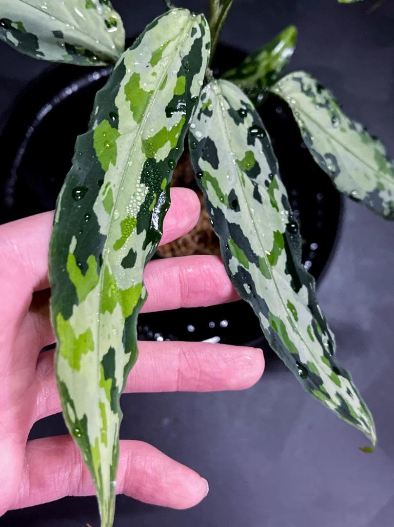 みほ⭐️未使用品はお値引き不可⭐️ モンステラデリシオーサ の検討