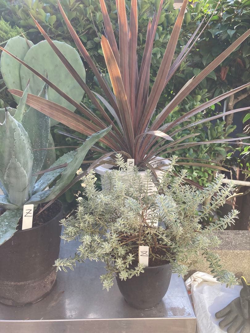 ドライガーデンZセット鉢ごと配送致します。