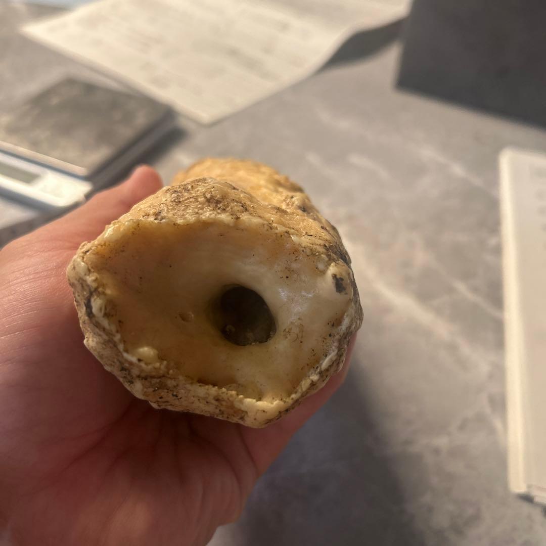 ウニコール イッカク鯨 鯨歯 超貴重 ブロック材 標本 - メルカリ