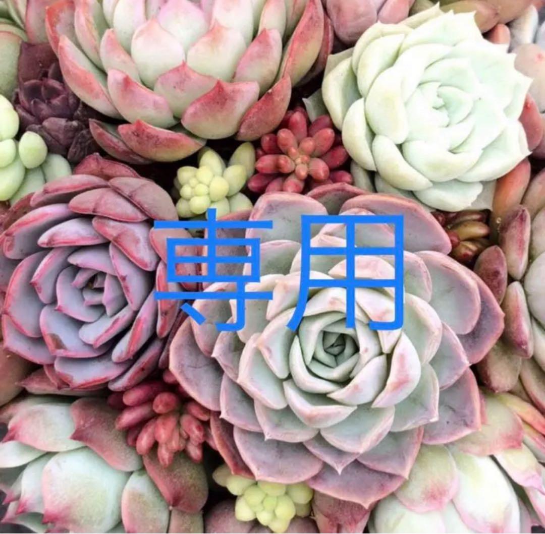 kikurin様 リクエスト 2点 まとめ商品 - メルカリ