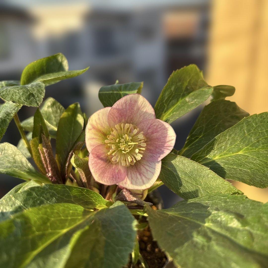 ば*な様 SDポーセリン 大木ナーサリー クリスマスローズ 匿名発送 現品