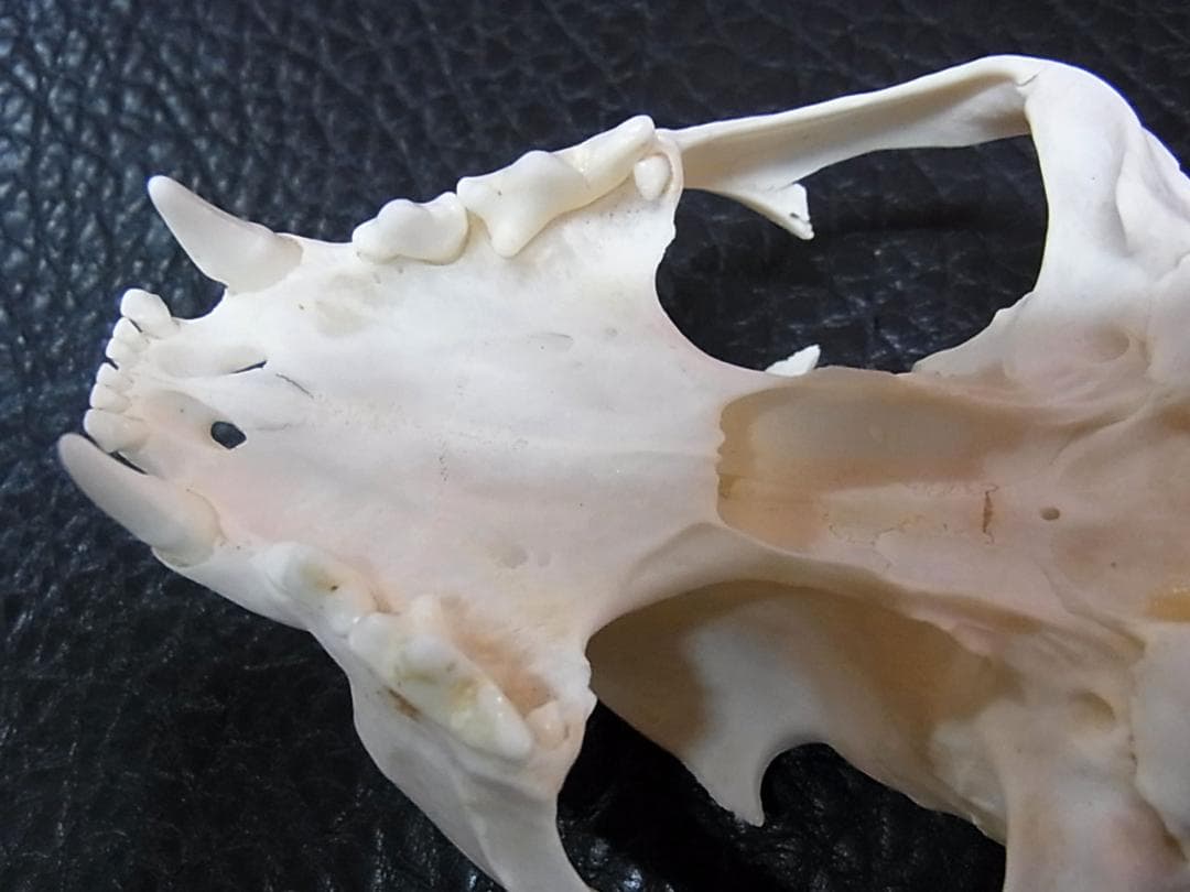 貴重！美！カラカル 頭骨 ※登録票付