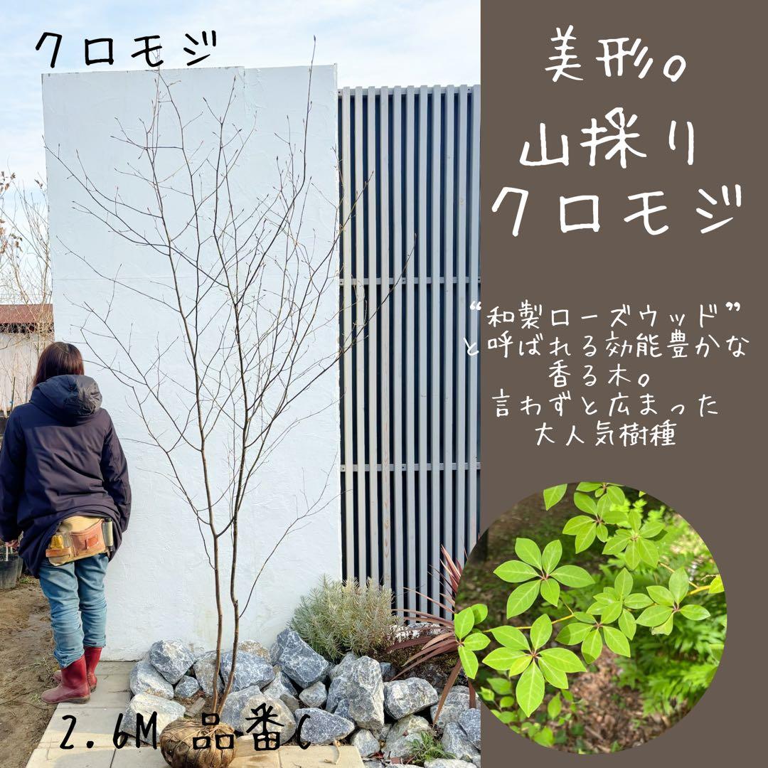 美形。山採りクロモジ2.6M(鉢底から) 美形。山採りクロモジ2.6M(鉢底から)品番D