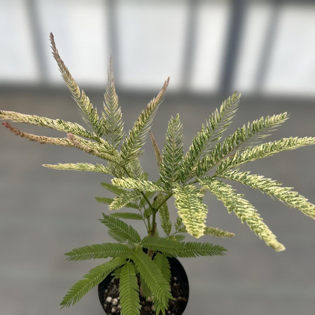 エバーフレッシュ斑入り - メルカリ