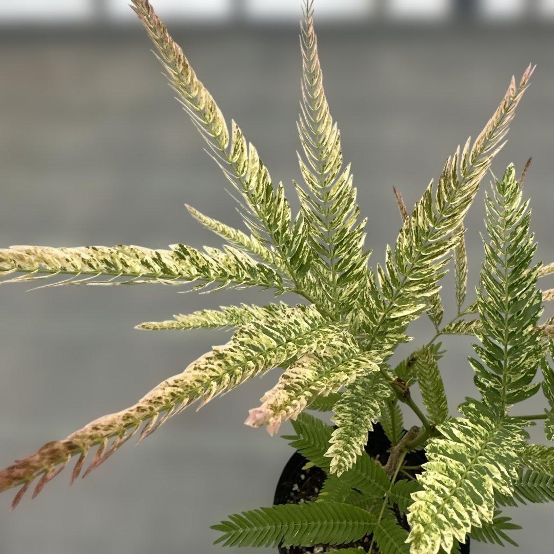 エバーフレッシュ斑入り - メルカリ