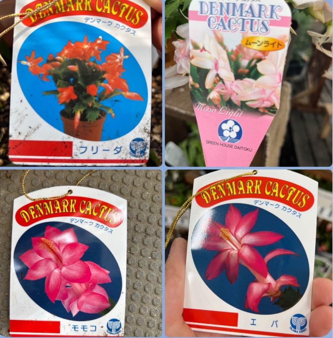 デンマークカクタス シャコバサボテン 4種類 根付く - メルカリ