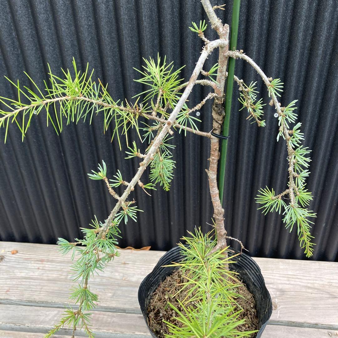 アトラスシーダーグラウカペンデュラ 苗 - メルカリ