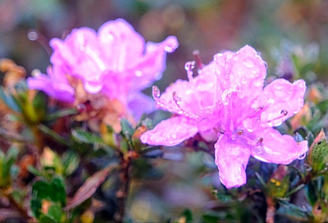 TAMRON 18-300mm F/3.5-6.3 フジXマウント