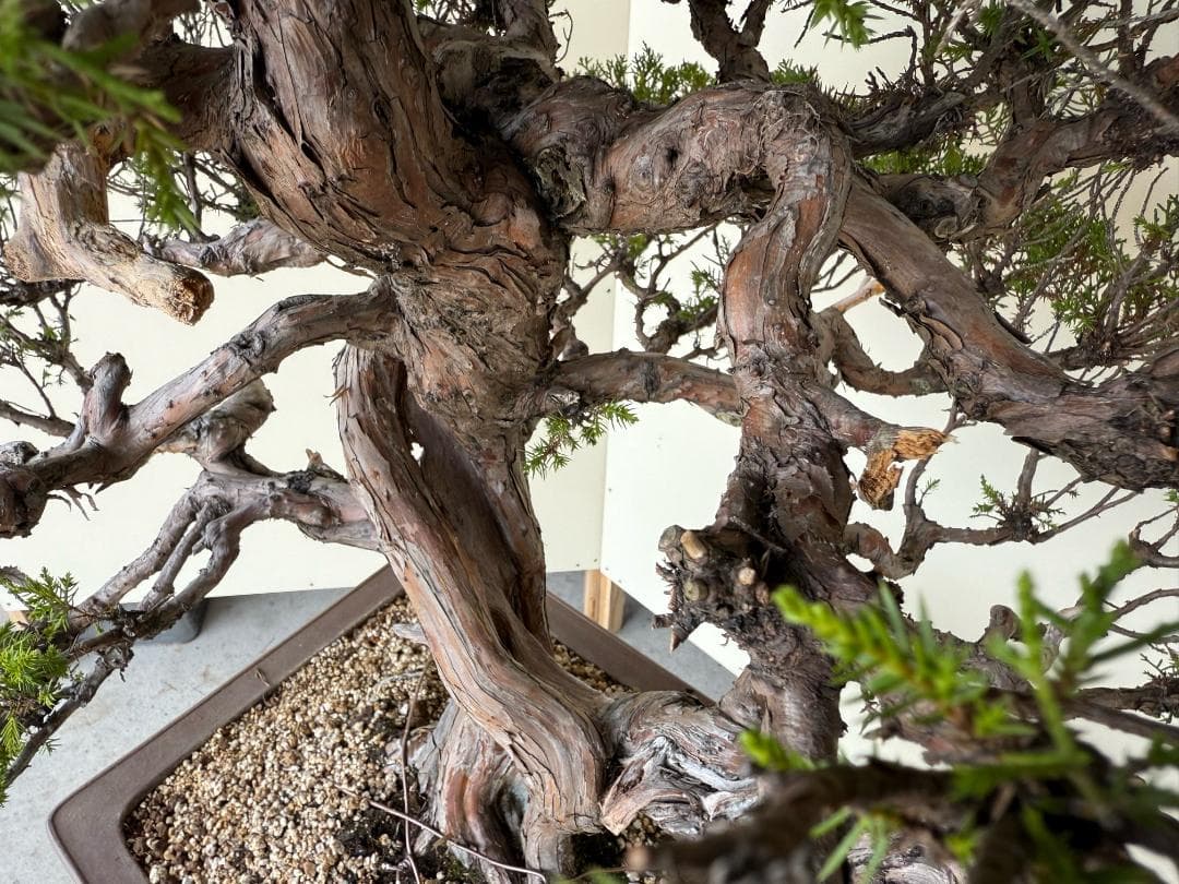 ⭕️☆真柏！特価！早い物勝！送料無料、太幹・◎捻転・シャリ・ジン