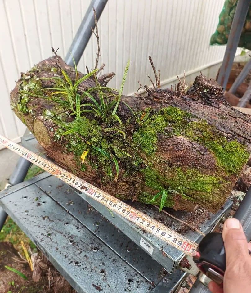 天然着生シダ 木の幹付き 直径約24cm 長さ60cm