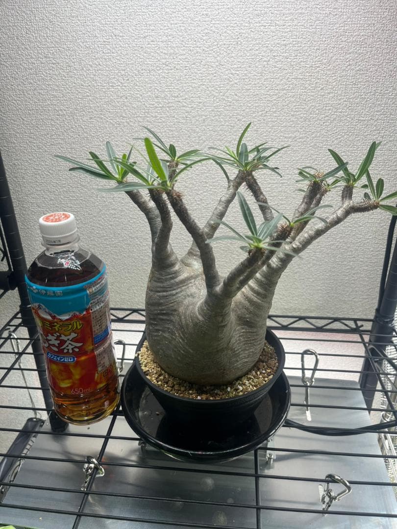 パキポディウム グラキリス 現地株 ML 多肉植物）一点物 パキポディウム グラキリス 現地株 発根確認済み 3