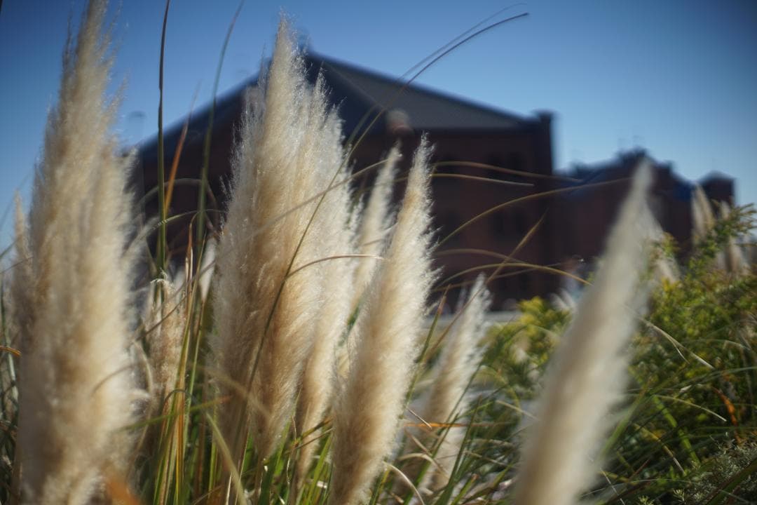 リコー　XR RIKENON 1.4 50mm　506 Ricoh XR Rikenon 50mm F/1.4 | LENS-DB.COM