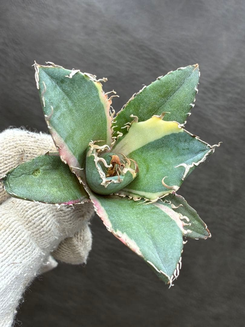 アガベ チタノタ「白鯨錦」覆輪斑入り 珍しいカラー 鮮やかなピンク