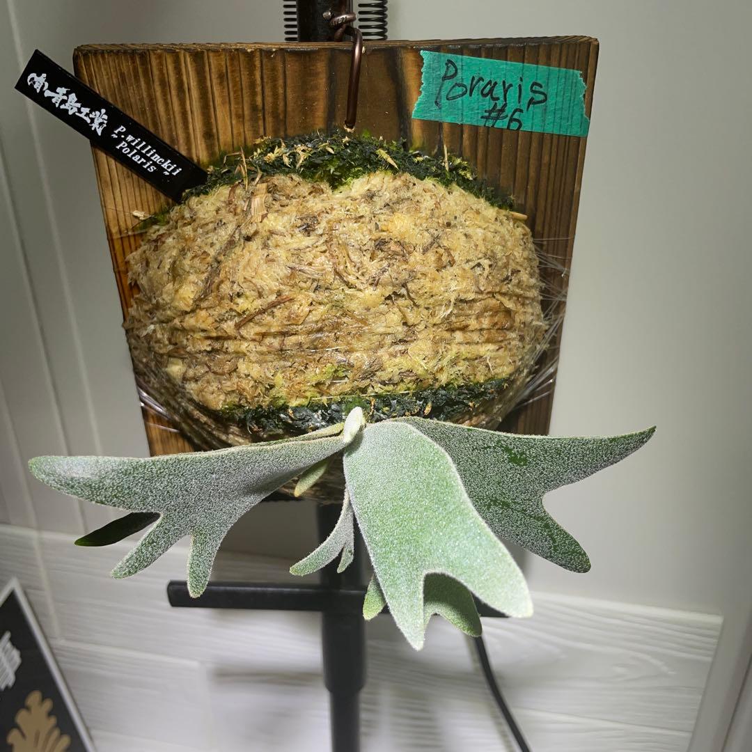 ビカクシダ P.willinckii Polaris ポラリス 子株 #6