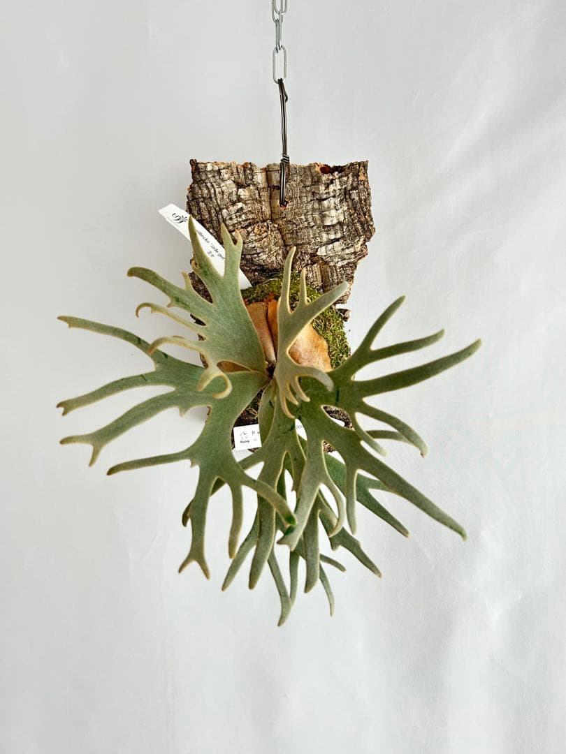 ビカクシダ P. Willinckii Jade Girl sporeling ビカクシダ ジェイドガール P. willinckii 'Jade Girl' spore 板付け