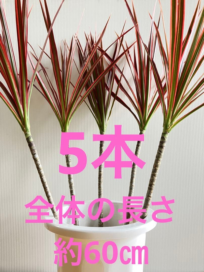 お買得.:*☆ドラセナ・コンシンネ・レインボー(長物)苗木5本 - メルカリ