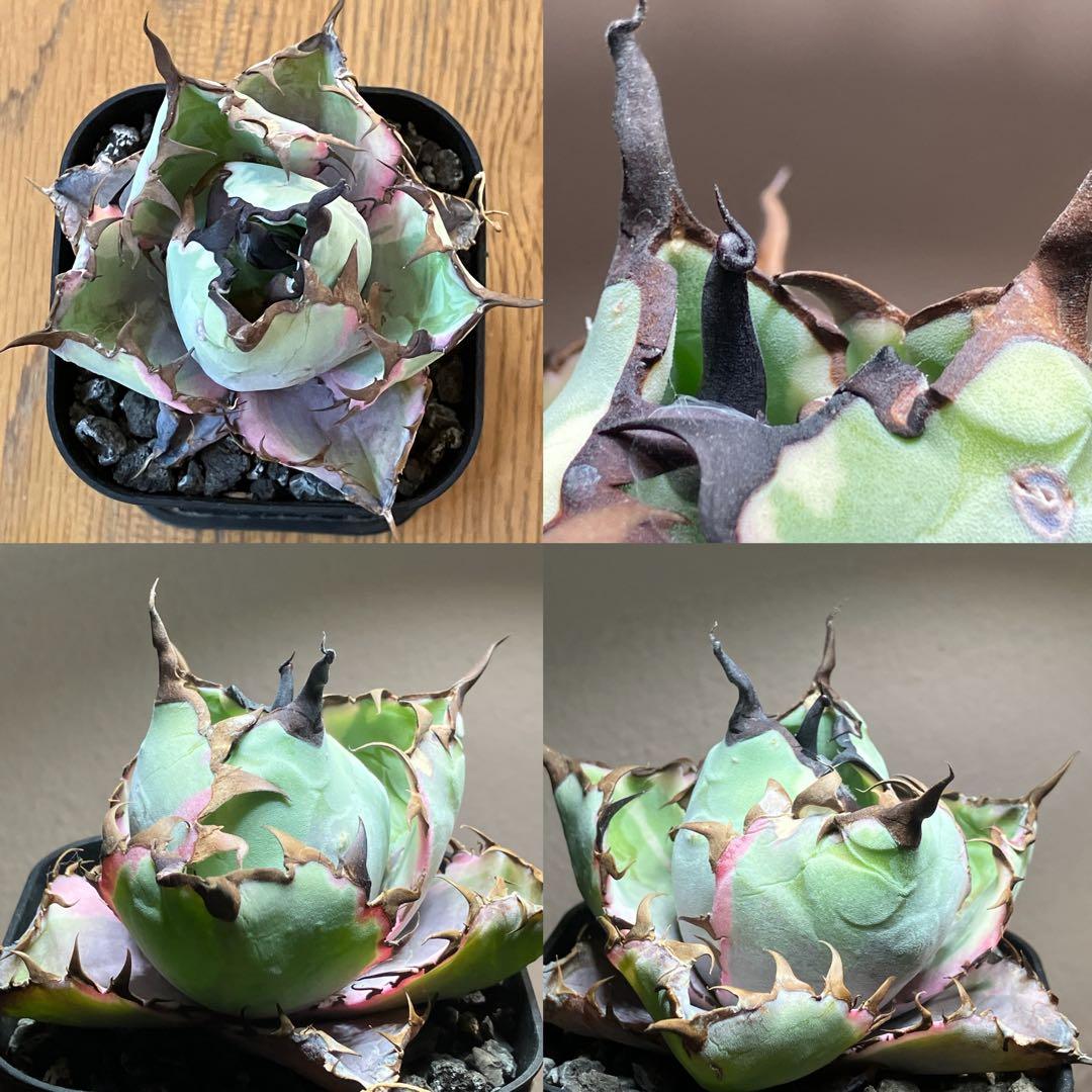 nk　リクエスト出品　鰐亀錦　BB錦　TC 匿名配送