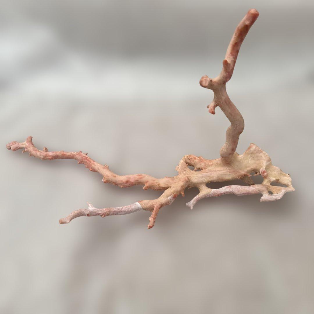 天然 桃色珊瑚 原木 34cm 301.5g 海外産大型 無着色 ピンクコーラル