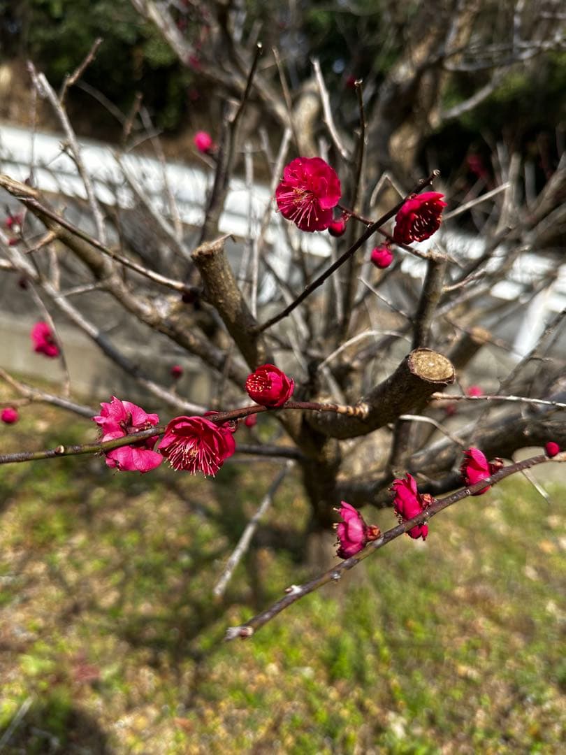 梅の木 庭木 紅梅