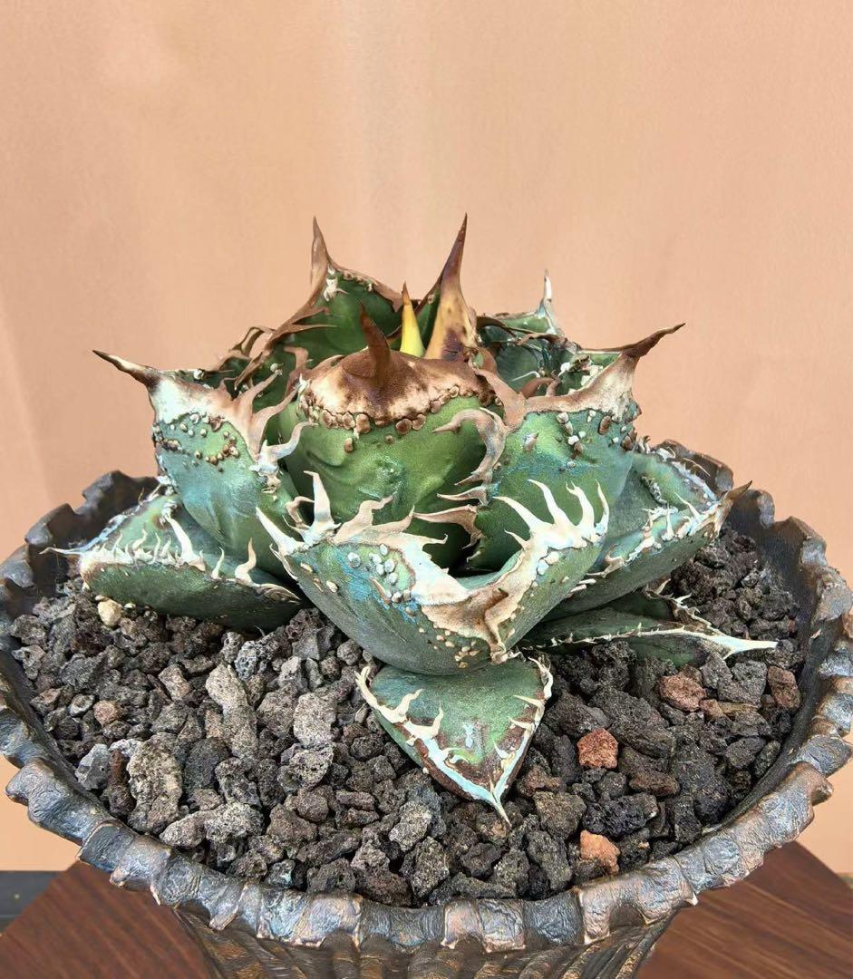 アガベ チタノタ Agave titanota 'Hyou' 冰雹 純血統 子株 - メルカリ