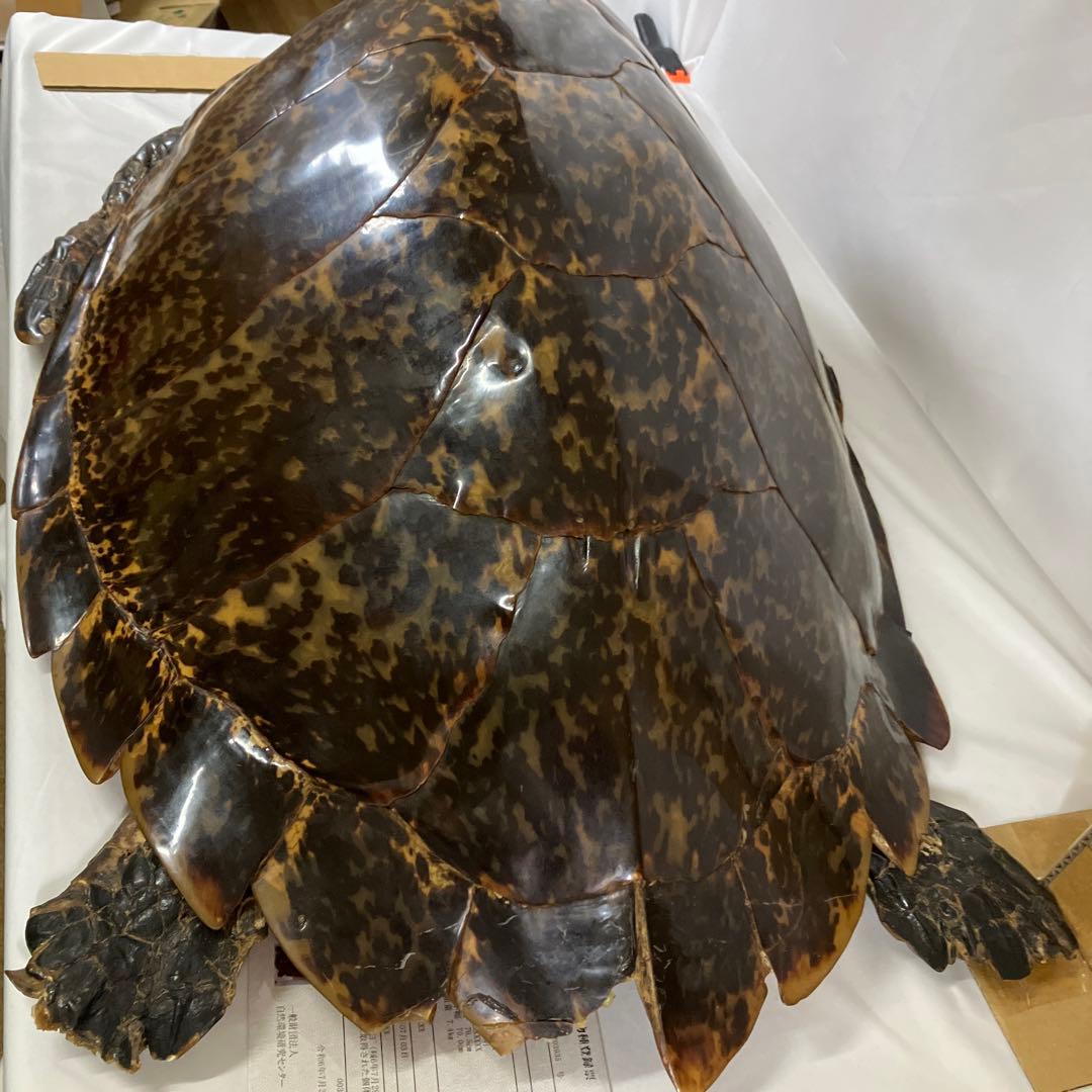タイマイ亀の剥製 〔国際希少野生動植物種登録票有り〕 - メルカリ