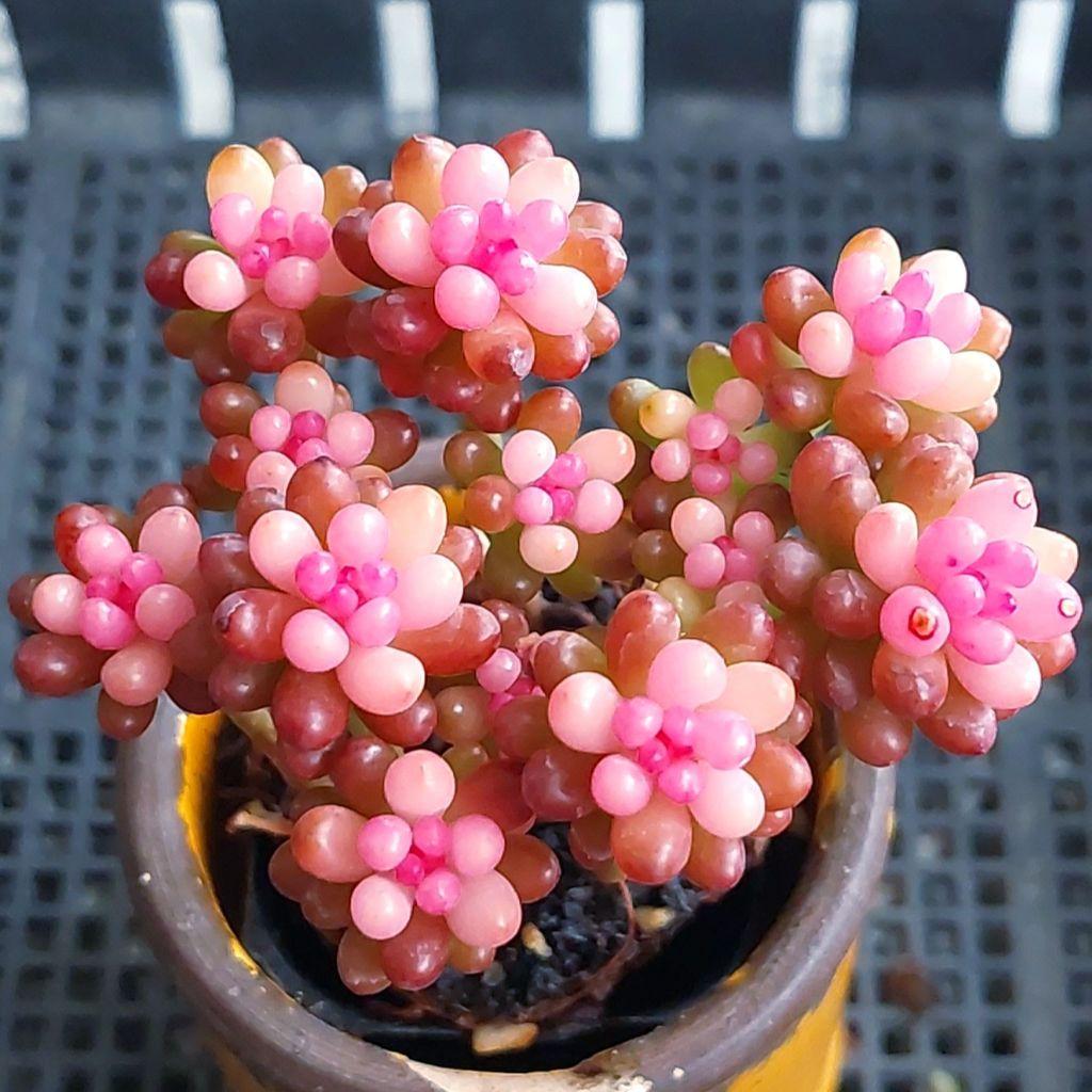 まとめ割可】レッドベリー錦⑫☆抜き苗☆セダム☆多肉☆多肉植物☆寄せ