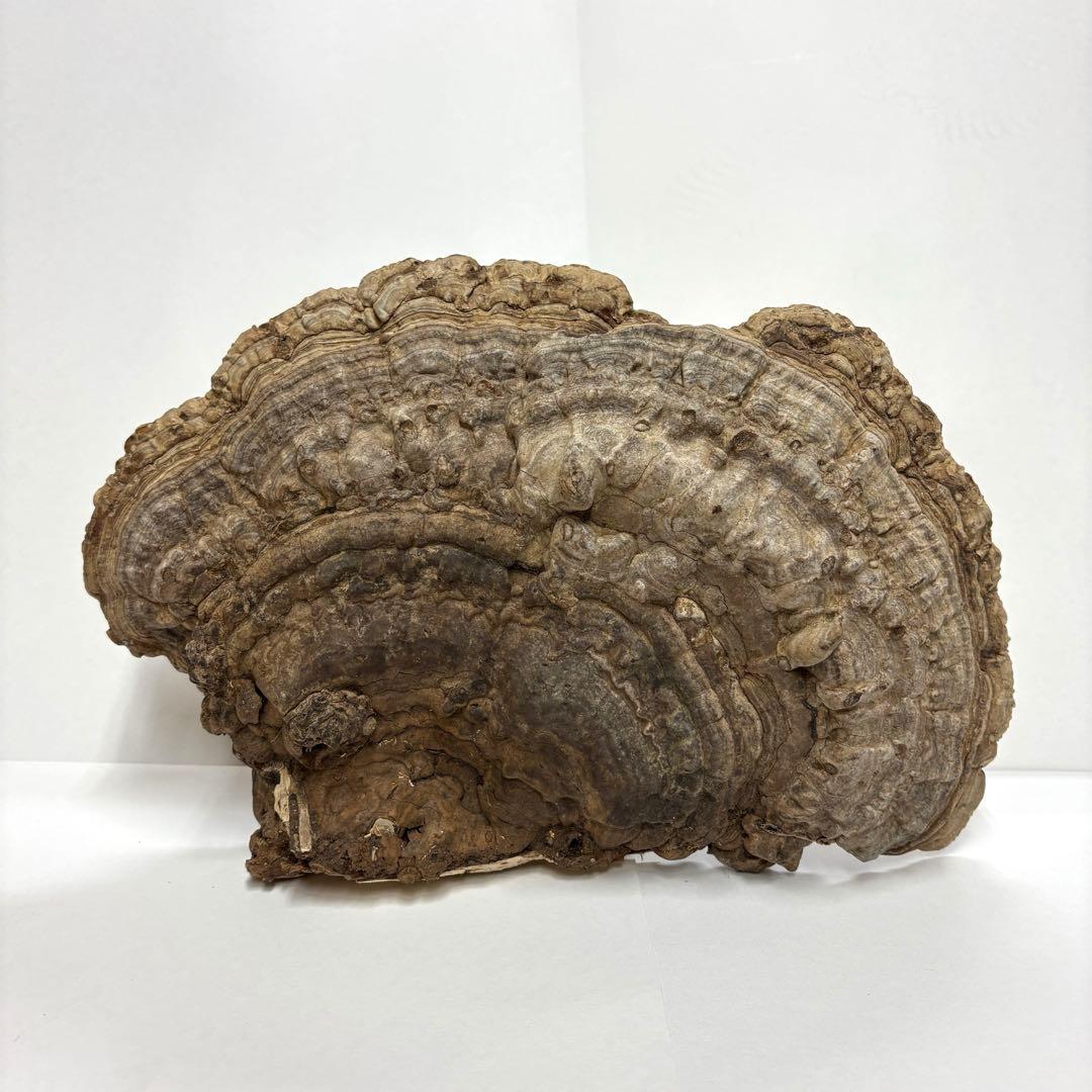 サルノコシカケ 猿の腰掛け # 硯屏 オブジェ 置物 レトロ 霊芝 漢方 書