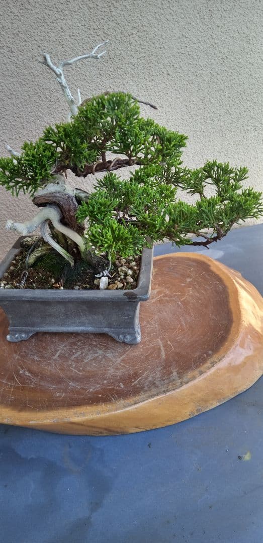 小品盆栽糸魚川真拍 小品盆栽・糸魚川真柏｜岩崎園芸ネットストア