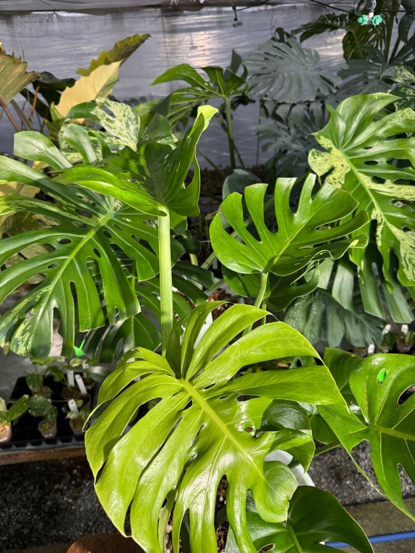 モンステラ　デリシオーサ　インテリア用実生何となく丸葉　180梱包サイズ送料無料 モンステラ デリシオーサ 実生変異 | GREEN LUCK